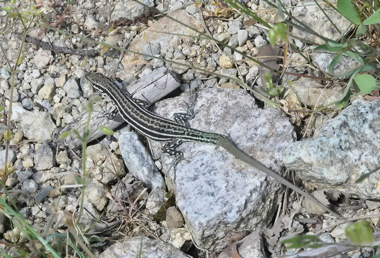 Podarcis tiliguerta - Lucertola tirrenica